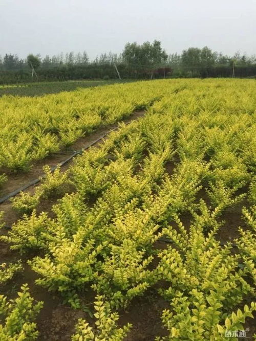 恭賀沭陽(yáng)縣榮添園林綠化苗木場(chǎng)入駐苗木通 服務(wù)一流，價(jià)格優(yōu)惠