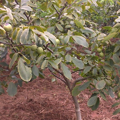 豐產(chǎn)核桃樹(shù)苗種植與經(jīng)營(yíng)技術(shù)指南