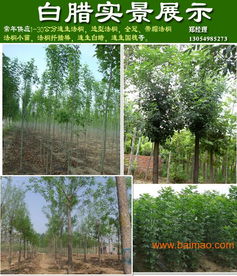 山東濟(jì)寧法桐價(jià)格與種植經(jīng)營(yíng)指南 11公分與9公分法桐報(bào)價(jià)及供應(yīng)商信息