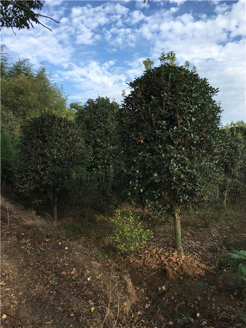 鶴山桂花樹(shù) 專(zhuān)業(yè)起苗與農(nóng)副產(chǎn)品的完美結(jié)合