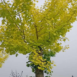 金色盛景 23公分金葉銀杏苗木的價(jià)格與市場分析