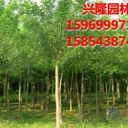 山東濱州興隆景觀苗木銷(xiāo)售公司 優(yōu)質(zhì)速生國(guó)槐與白蠟的專(zhuān)業(yè)供應(yīng)商