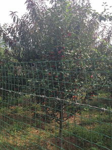 承德縣林楓苗木種植專(zhuān)業(yè)合作社 優(yōu)質(zhì)海棠樹(shù)與農(nóng)副產(chǎn)品的專(zhuān)業(yè)供應(yīng)商